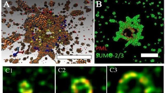 Virtual Microscopy of a nuclear body with SR-SIM
