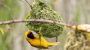 Village Weaver