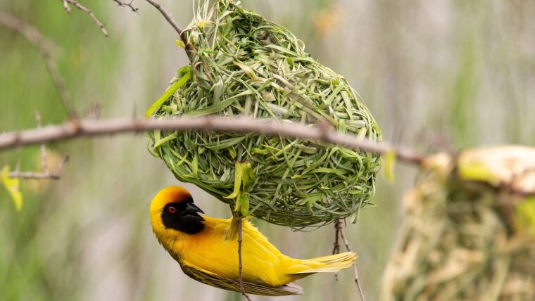 Village Weaver